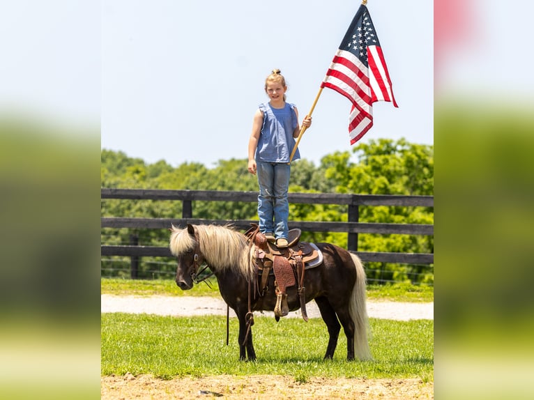 Altri pony/cavalli di piccola taglia Giumenta 7 Anni 107 cm in Ewing, KY