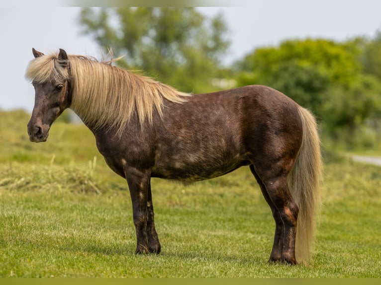 Altri pony/cavalli di piccola taglia Giumenta 7 Anni 107 cm in Ewing, KY