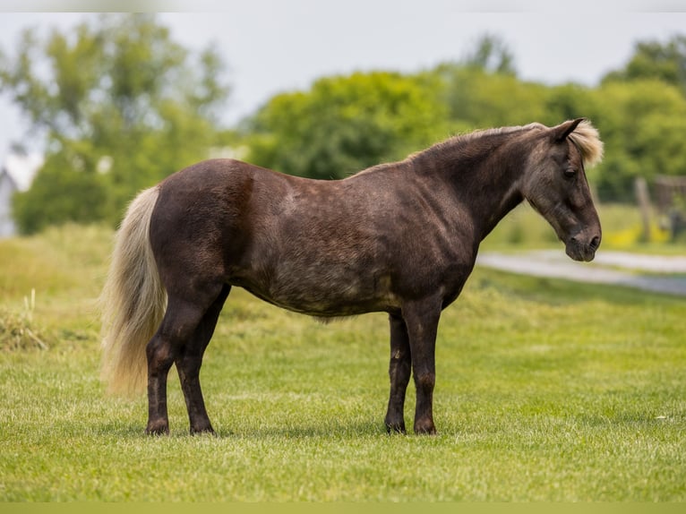 Altri pony/cavalli di piccola taglia Giumenta 7 Anni 107 cm in Ewing, KY