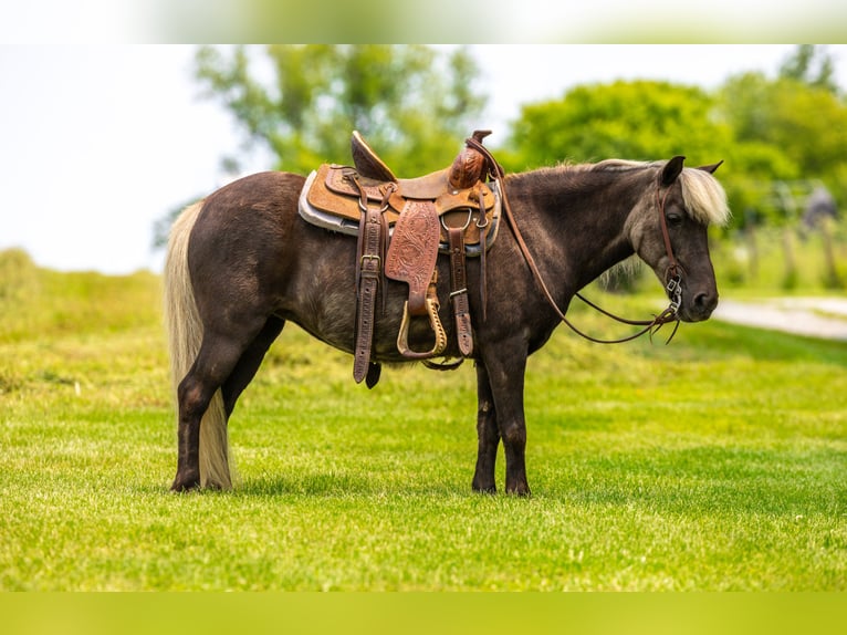 Altri pony/cavalli di piccola taglia Giumenta 7 Anni 107 cm in Ewing, KY