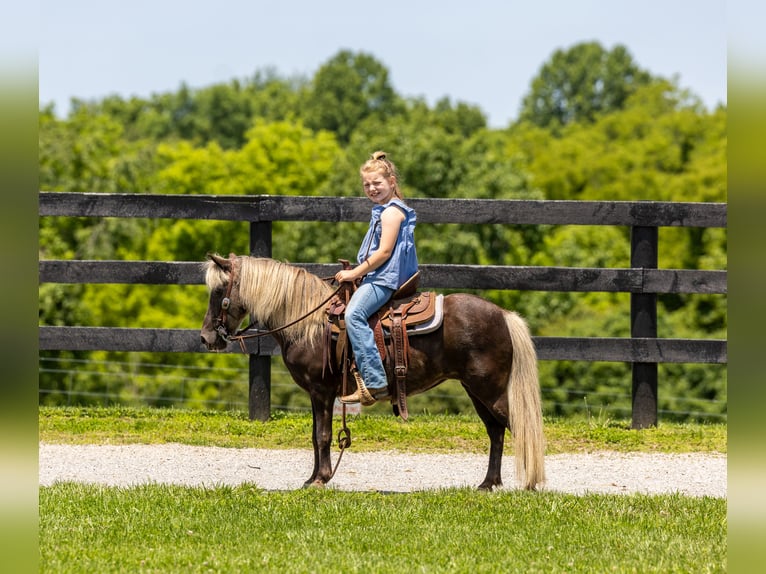 Altri pony/cavalli di piccola taglia Giumenta 7 Anni 107 cm in Ewing, KY