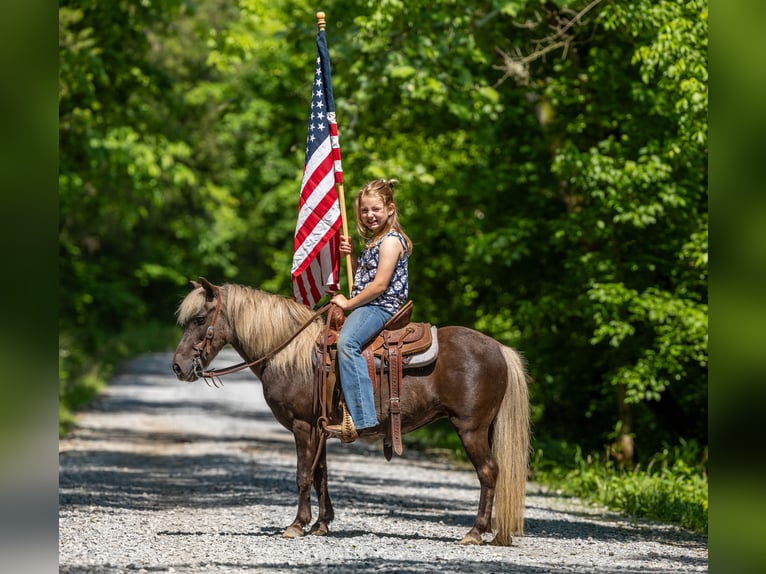 Altri pony/cavalli di piccola taglia Giumenta 7 Anni 107 cm in Ewing, KY