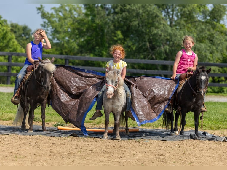 Altri pony/cavalli di piccola taglia Giumenta 7 Anni 107 cm in Ewing, KY