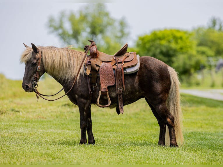 Altri pony/cavalli di piccola taglia Giumenta 7 Anni 107 cm in Ewing, KY