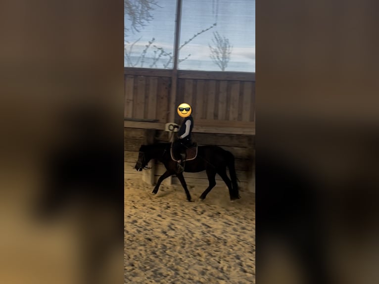Altri pony/cavalli di piccola taglia Giumenta 7 Anni 130 cm Morello in Eggerding