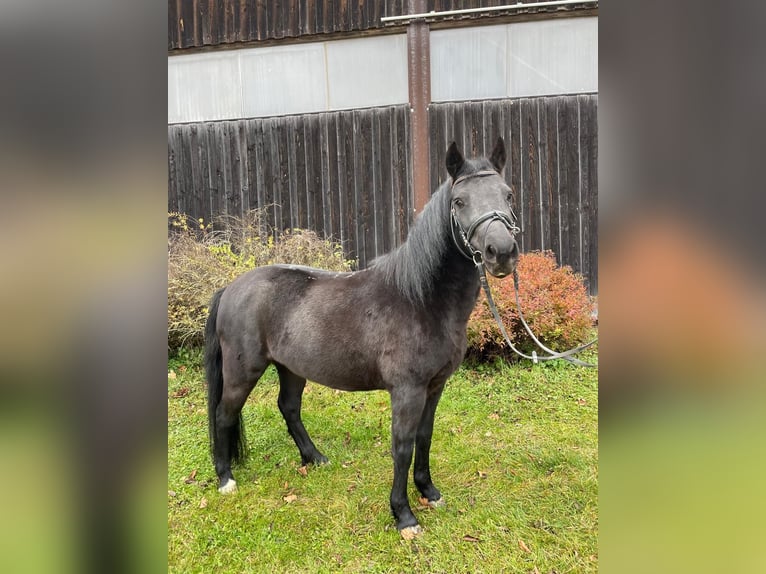 Altri pony/cavalli di piccola taglia Giumenta 7 Anni 130 cm Morello in Eggerding
