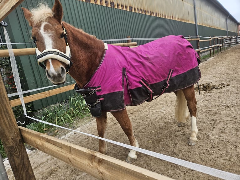 Altri pony/cavalli di piccola taglia Mix Giumenta 7 Anni 135 cm Sauro in Delligsen