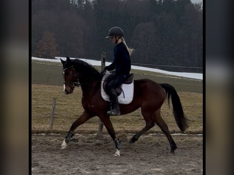 Altri pony/cavalli di piccola taglia Giumenta 7 Anni 140 cm Baio in Kloster Schäftlarn