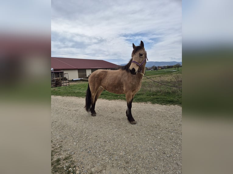 Altri pony/cavalli di piccola taglia Mix Giumenta 7 Anni 141 cm Falbo in Korneuburg