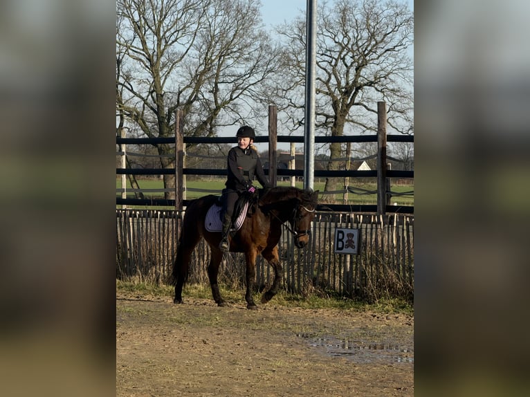 Altri pony/cavalli di piccola taglia Giumenta 7 Anni 146 cm Baio scuro in Wortel