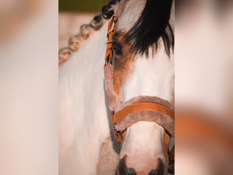Altri pony/cavalli di piccola taglia Giumenta 7 Anni 146 cm Pezzato in Nettersheim