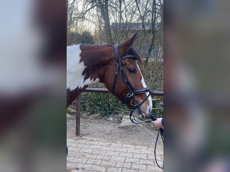 Altri pony/cavalli di piccola taglia Giumenta 7 Anni 146 cm Pezzato in Neu Gaarz