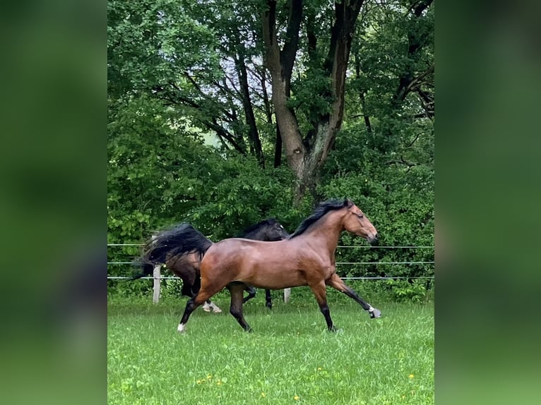 Altri pony/cavalli di piccola taglia Mix Giumenta 7 Anni 147 cm Baio in Zeven