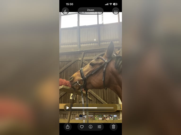 Altri pony/cavalli di piccola taglia Mix Giumenta 7 Anni 147 cm Baio in Zeven