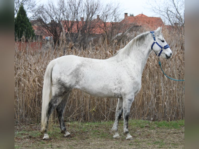 Altri pony/cavalli di piccola taglia Giumenta 7 Anni 147 cm Grigio in Békés