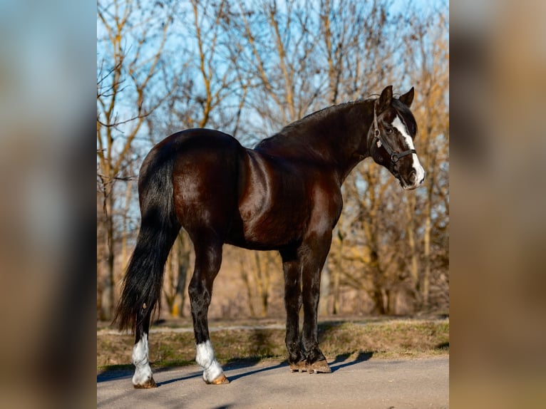 Altri pony/cavalli di piccola taglia Giumenta 7 Anni 147 cm Morello in Mezőhegyes