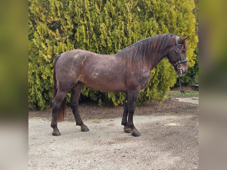 Altri pony/cavalli di piccola taglia Giumenta 7 Anni 148 cm Baio in Békéscsaba