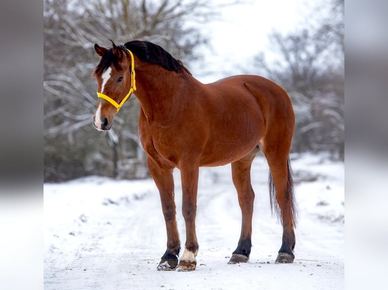 Altri pony/cavalli di piccola taglia Giumenta 7 Anni 148 cm Baio in Mezőhegyes