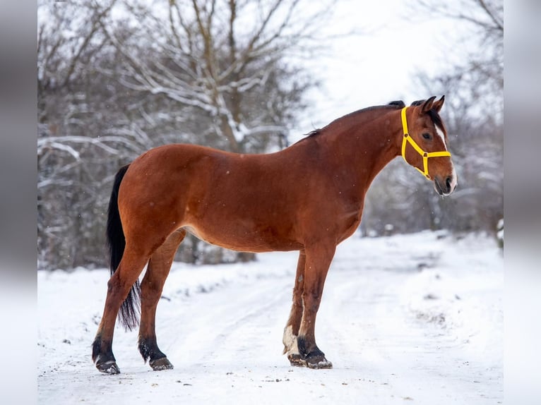 Altri pony/cavalli di piccola taglia Giumenta 7 Anni 148 cm Baio in Mezőhegyes