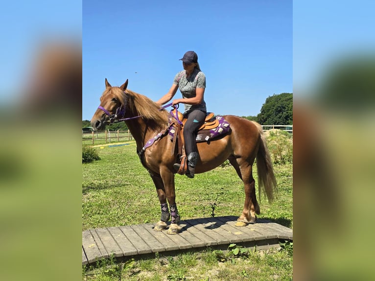 Altri pony/cavalli di piccola taglia Giumenta 7 Anni 149 cm Sauro in Linkenbach