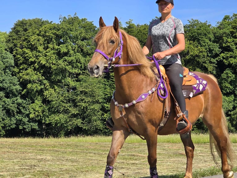 Altri pony/cavalli di piccola taglia Giumenta 7 Anni 149 cm Sauro in Linkenbach