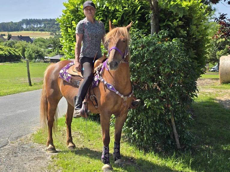 Altri pony/cavalli di piccola taglia Giumenta 7 Anni 149 cm Sauro in Linkenbach