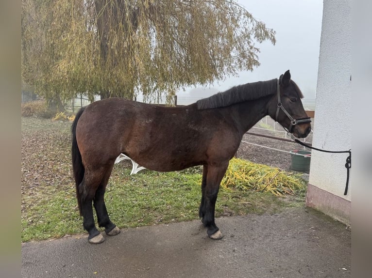 Altri pony/cavalli di piccola taglia Mix Giumenta 7 Anni 151 cm Falbo in Bürstadt