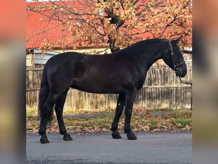 Altri pony/cavalli di piccola taglia Giumenta 7 Anni 155 cm Morello in B&#xE9;k&#xE9;scsaba