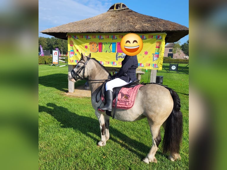Altri pony/cavalli di piccola taglia Giumenta 8 Anni 115 cm Red dun in Geilenkirchen