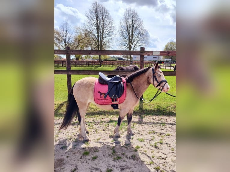 Altri pony/cavalli di piccola taglia Giumenta 8 Anni 115 cm Red dun in Geilenkirchen