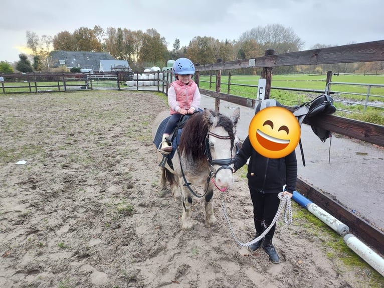 Altri pony/cavalli di piccola taglia Giumenta 8 Anni 115 cm Red dun in Geilenkirchen