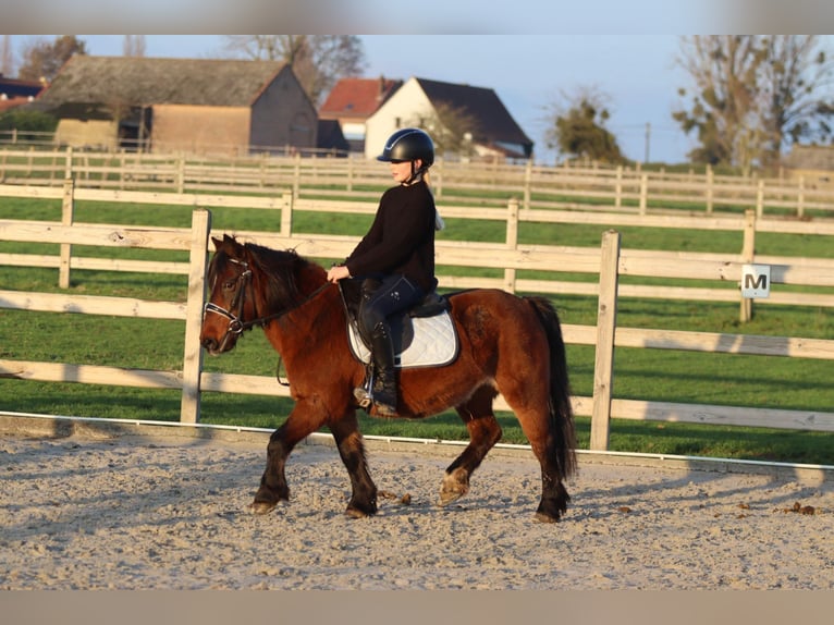 Altri pony/cavalli di piccola taglia Giumenta 8 Anni 120 cm Baio in Bogaarden