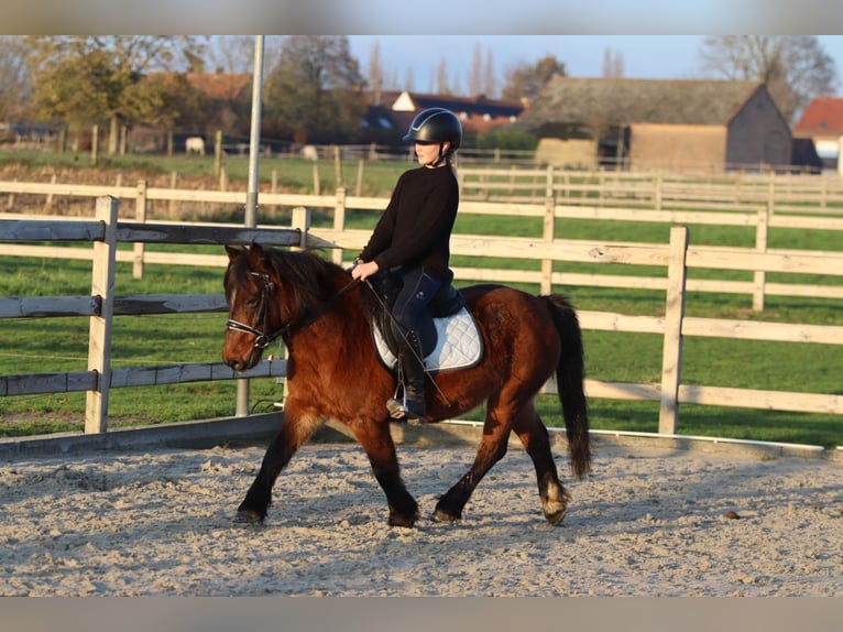 Altri pony/cavalli di piccola taglia Giumenta 8 Anni 120 cm Baio in Bogaarden