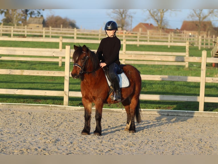 Altri pony/cavalli di piccola taglia Giumenta 8 Anni 120 cm Baio in Bogaarden