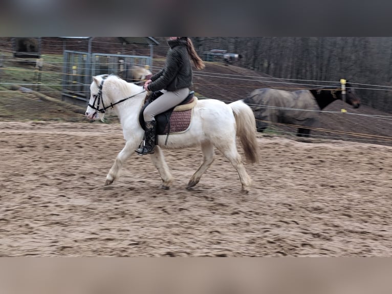 Altri pony/cavalli di piccola taglia Giumenta 8 Anni 120 cm Grigio in Morsbach