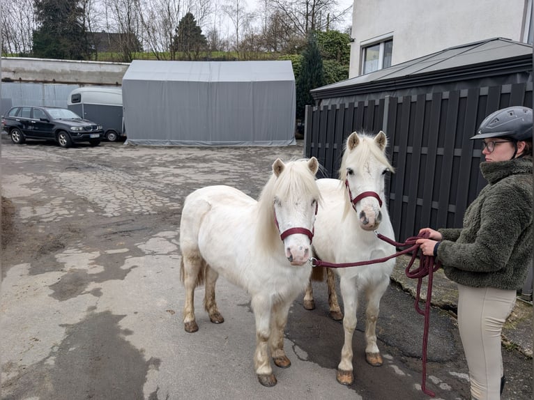 Altri pony/cavalli di piccola taglia Giumenta 8 Anni 120 cm Grigio in Morsbach