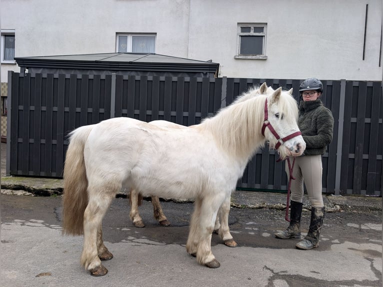 Altri pony/cavalli di piccola taglia Giumenta 8 Anni 120 cm Grigio in Morsbach