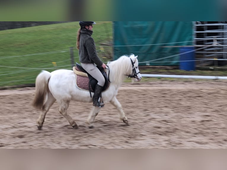 Altri pony/cavalli di piccola taglia Giumenta 8 Anni 120 cm Grigio in Morsbach