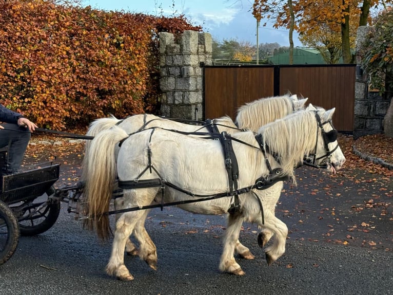 Altri pony/cavalli di piccola taglia Giumenta 8 Anni 120 cm Grigio in Morsbach