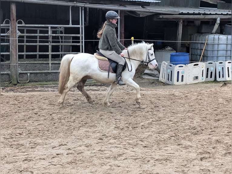 Altri pony/cavalli di piccola taglia Giumenta 8 Anni 120 cm Grigio in Morsbach