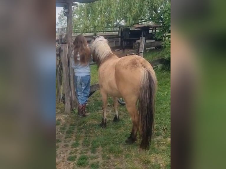 Altri pony/cavalli di piccola taglia Giumenta 8 Anni 128 cm Falbo in Rechnitz