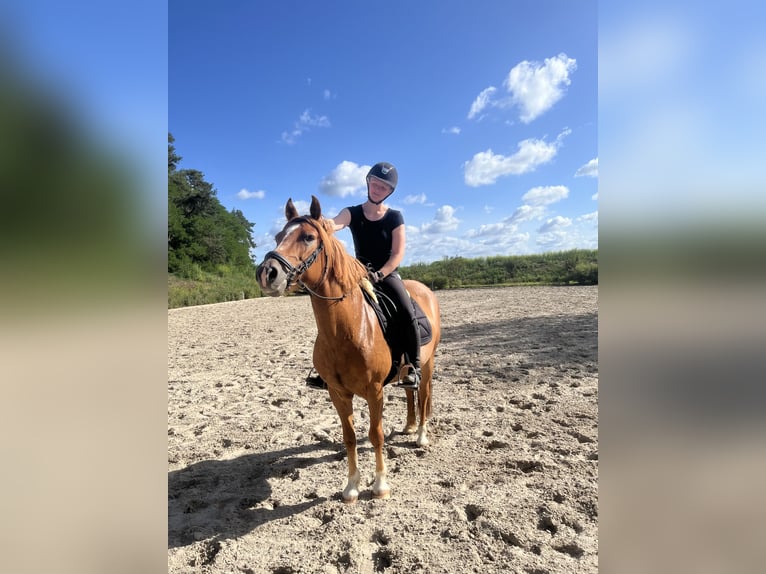 Altri pony/cavalli di piccola taglia Giumenta 8 Anni 142 cm Sauro in Beelitz