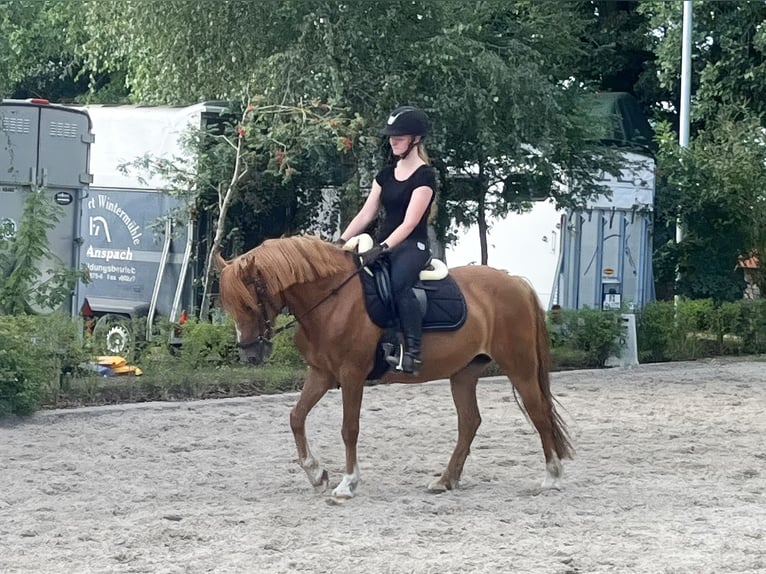 Altri pony/cavalli di piccola taglia Giumenta 8 Anni 142 cm Sauro in Beelitz