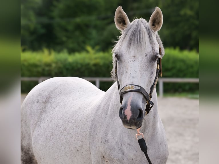 Altri pony/cavalli di piccola taglia Giumenta 8 Anni 143 cm Grigio in Neustadt (Wied)