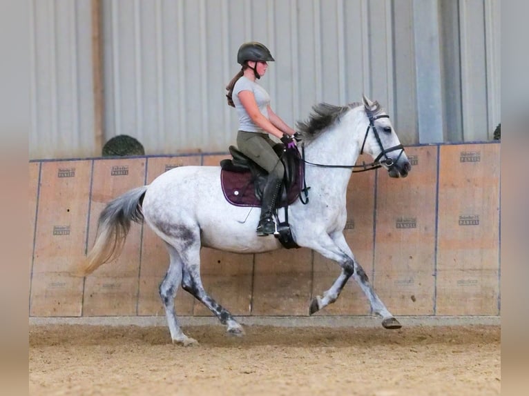 Altri pony/cavalli di piccola taglia Giumenta 8 Anni 143 cm Grigio in Neustadt (Wied)