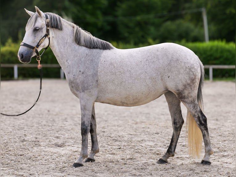 Altri pony/cavalli di piccola taglia Giumenta 8 Anni 143 cm Grigio in Neustadt (Wied)