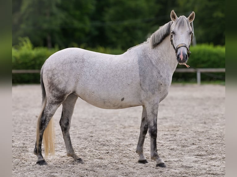 Altri pony/cavalli di piccola taglia Giumenta 8 Anni 143 cm Grigio in Neustadt (Wied)