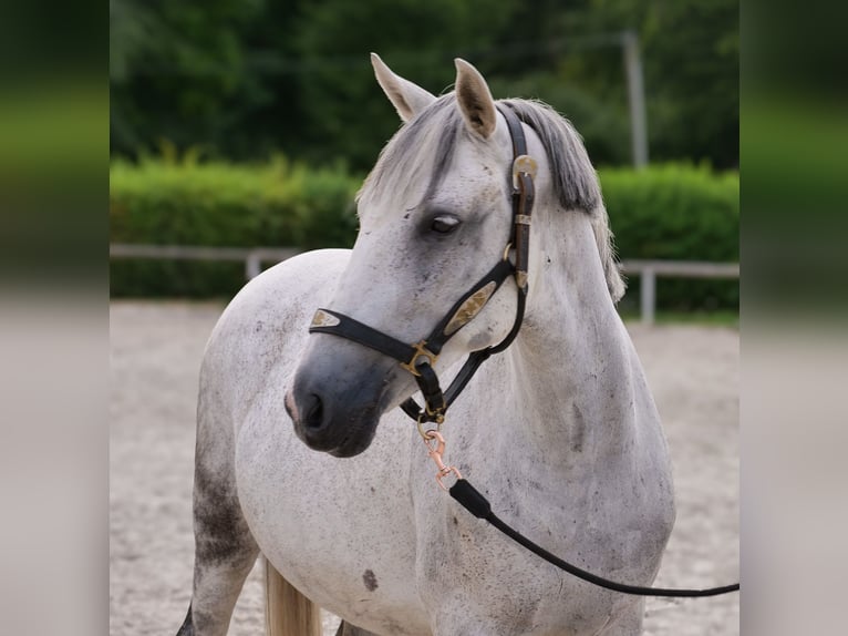Altri pony/cavalli di piccola taglia Giumenta 8 Anni 143 cm Grigio in Neustadt (Wied)