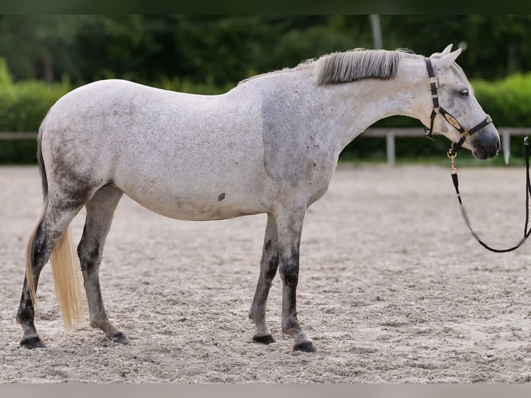 Altri pony/cavalli di piccola taglia Giumenta 8 Anni 143 cm Grigio in Neustadt (Wied)