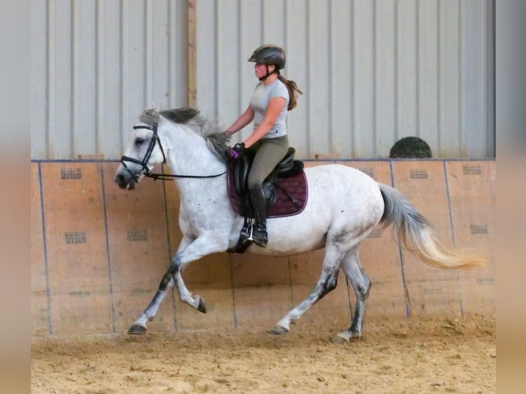 Altri pony/cavalli di piccola taglia Giumenta 8 Anni 143 cm Grigio in Neustadt (Wied)